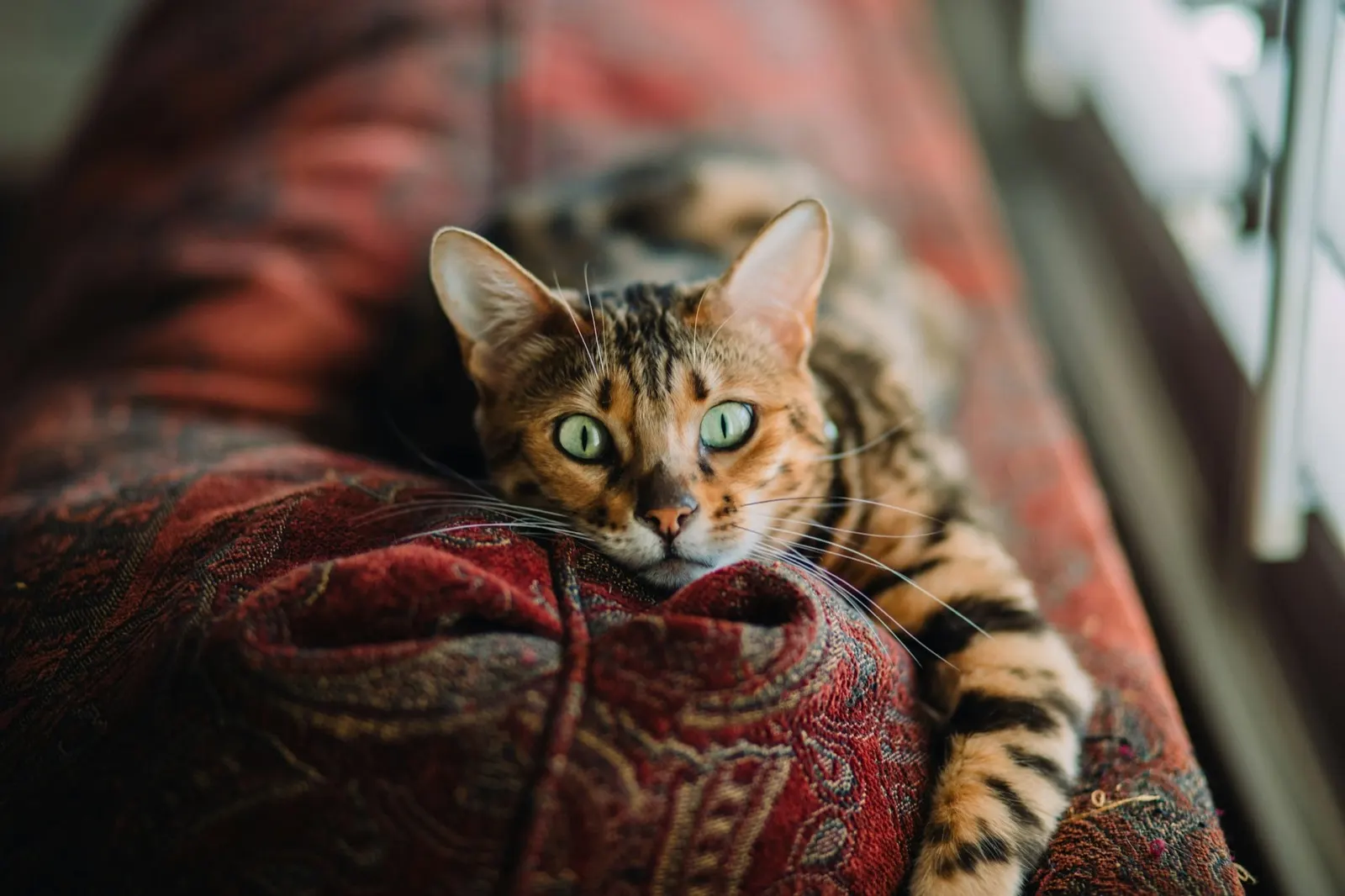 How Much Does It Cost to Exhume Ashes? Understanding Expenses with Animal Aftercare.