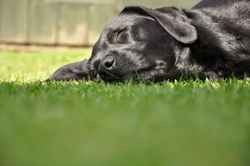 How Much Does Pet Cremation Cost with Animal Aftercare.
