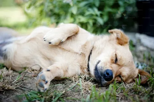 How Much is Pet Cremation? - Animal Aftercare Explains.