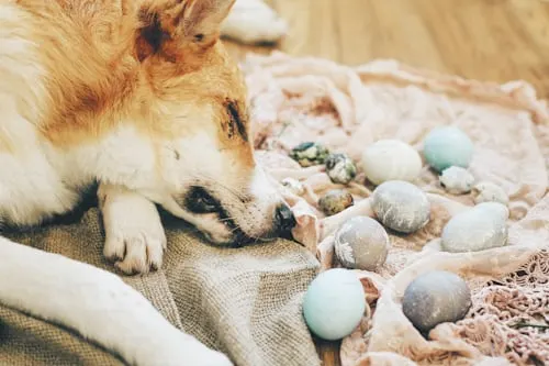 How Much to Cremate a Dog with Animal Aftercare.