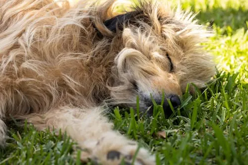 How Much to Euthanize a Cat with Animal Aftercare.