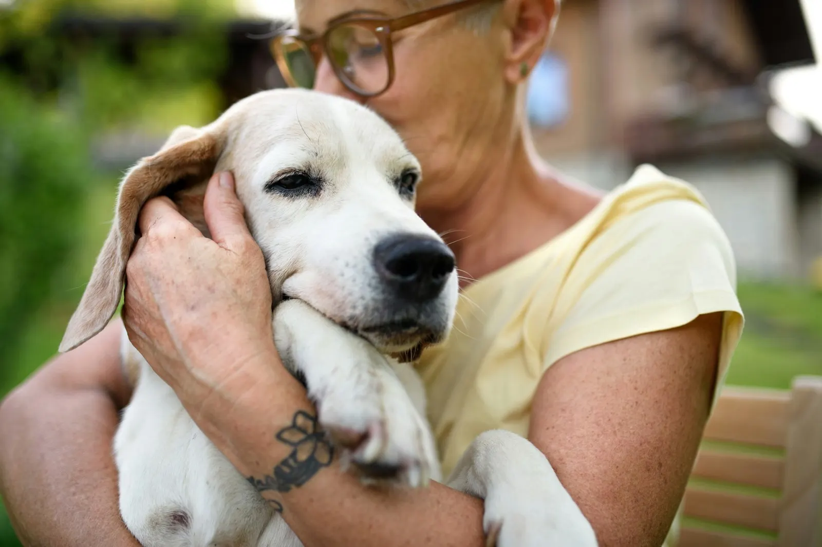 Animal Aftercare: How to Comfort a Dying Dog.