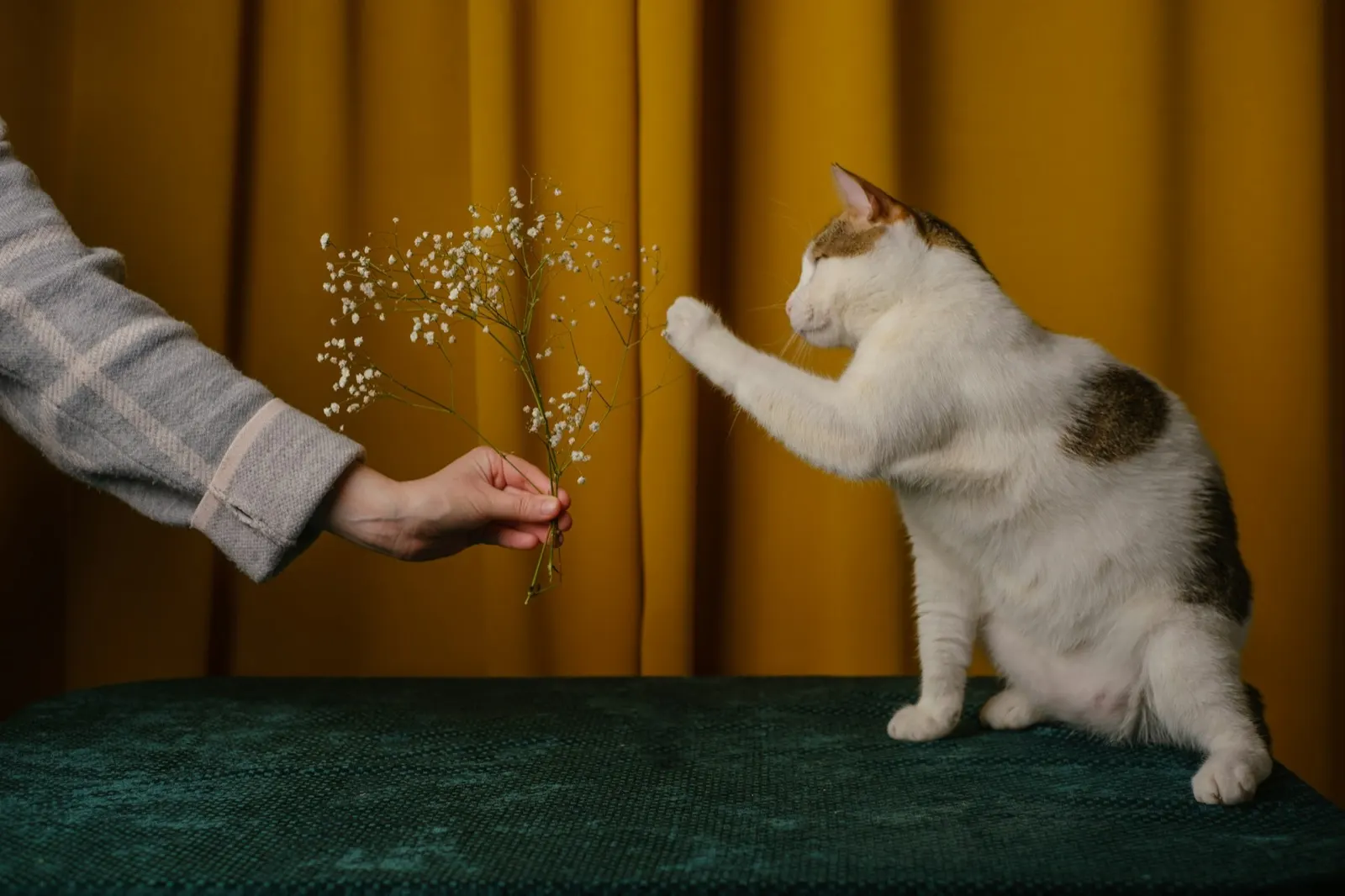How to Euthanize a Cat at Home with Animal Aftercare.