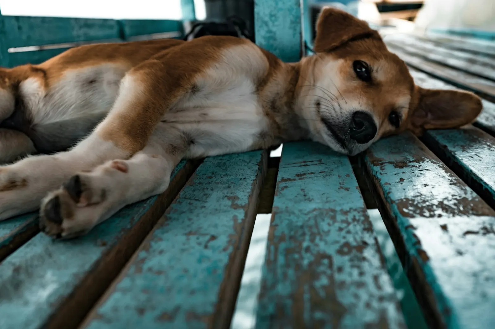 How to Explain Putting a Dog Down to a Child: Guidance from Animal Aftercare.