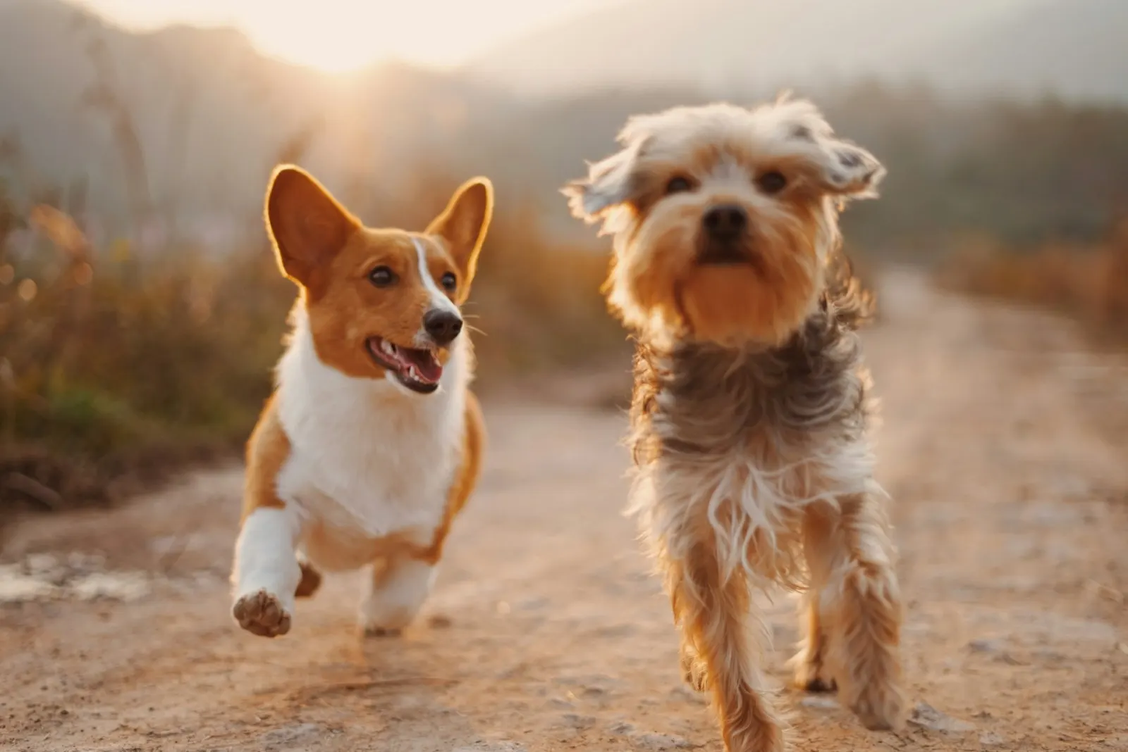 How to Express Condolences for Loss of Pet: Support from Animal Aftercare.