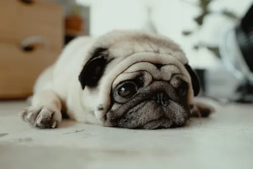 Humane Way to Euthanize a Dog at Home with Animal Aftercare.