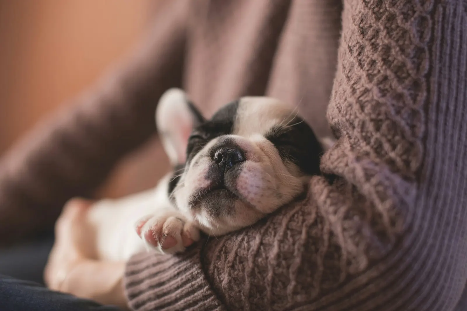 I Feel Guilty for Putting Down My Aggressive Dog: Understanding Emotions and Animal Aftercare Support.