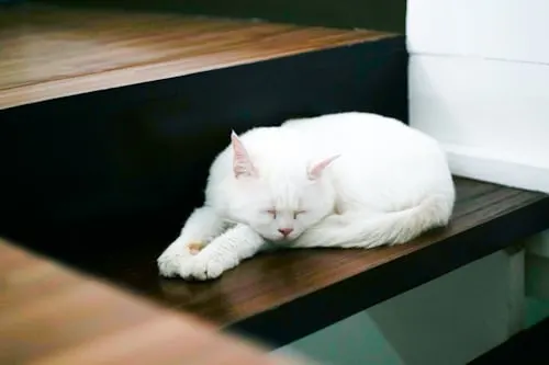 In Home Pet Euthanasia Cost: What to Expect with Animal Aftercare.
