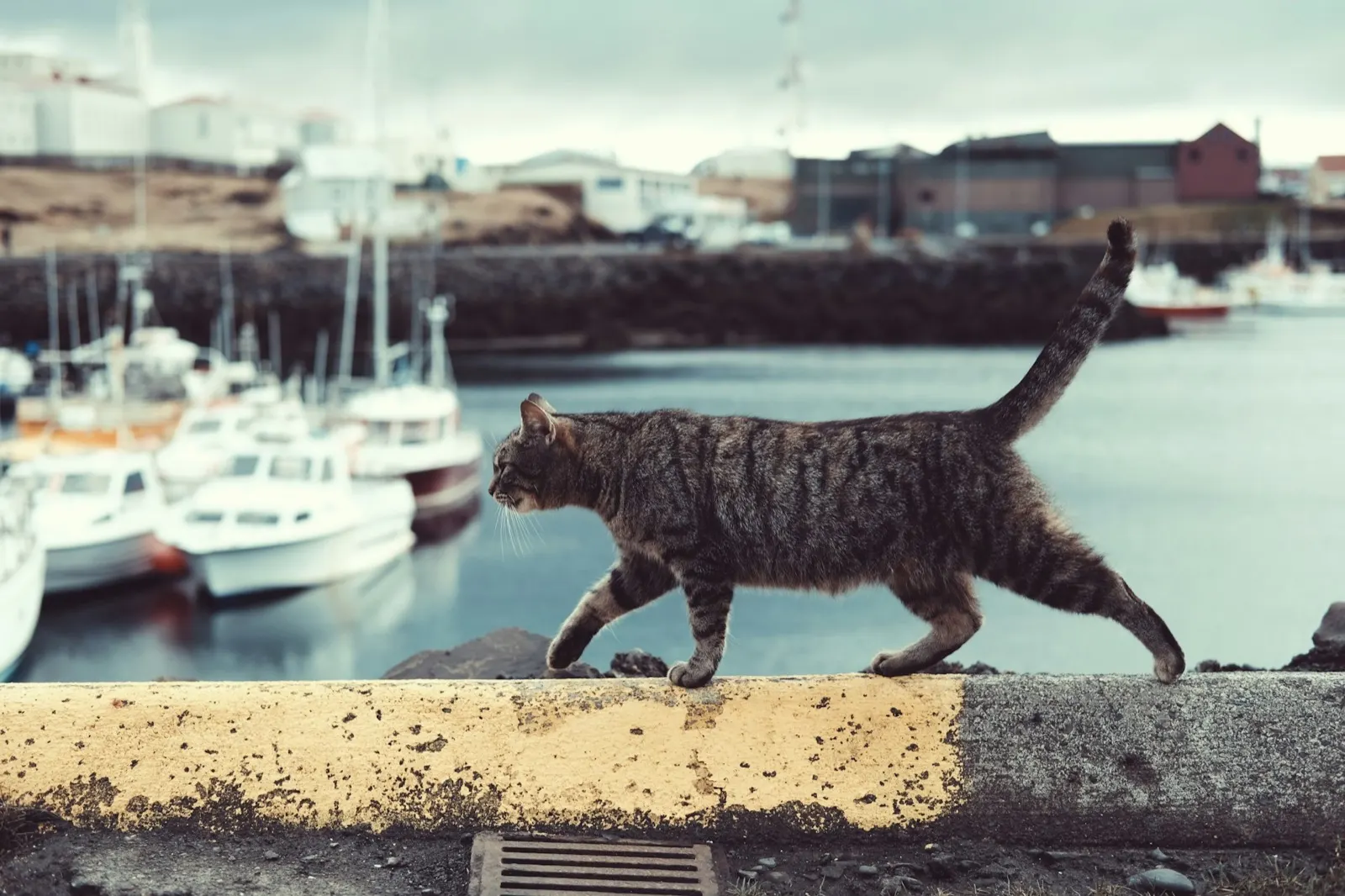 Is Euthanizing a Cat Painful? Insights from Animal Aftercare.