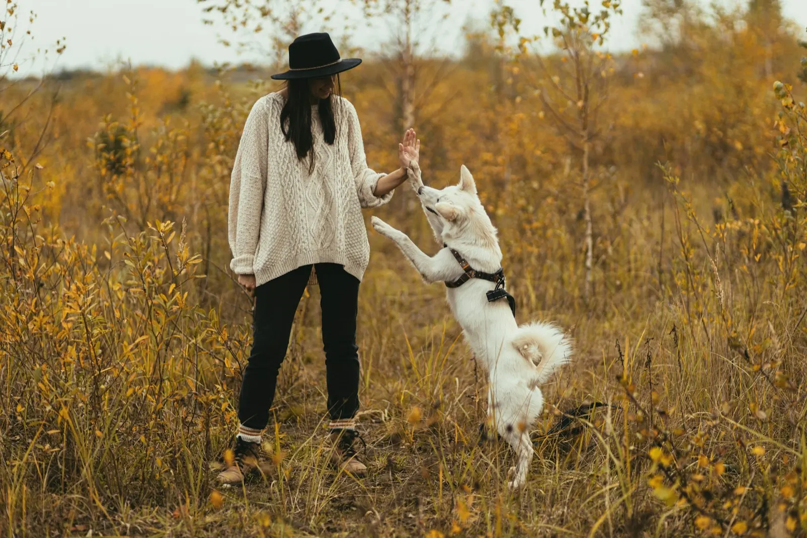 Is It Better to Bury or Cremate Your Dog? Insights from Animal Aftercare.