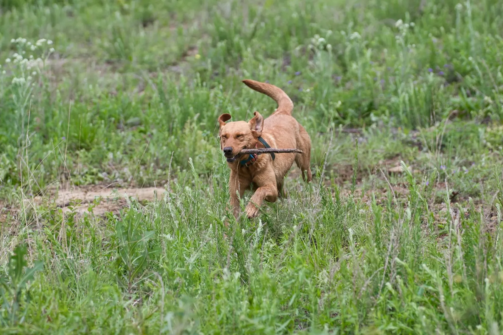 Is It Better to Cremate or Bury a Pet? Insights from Animal Aftercare.