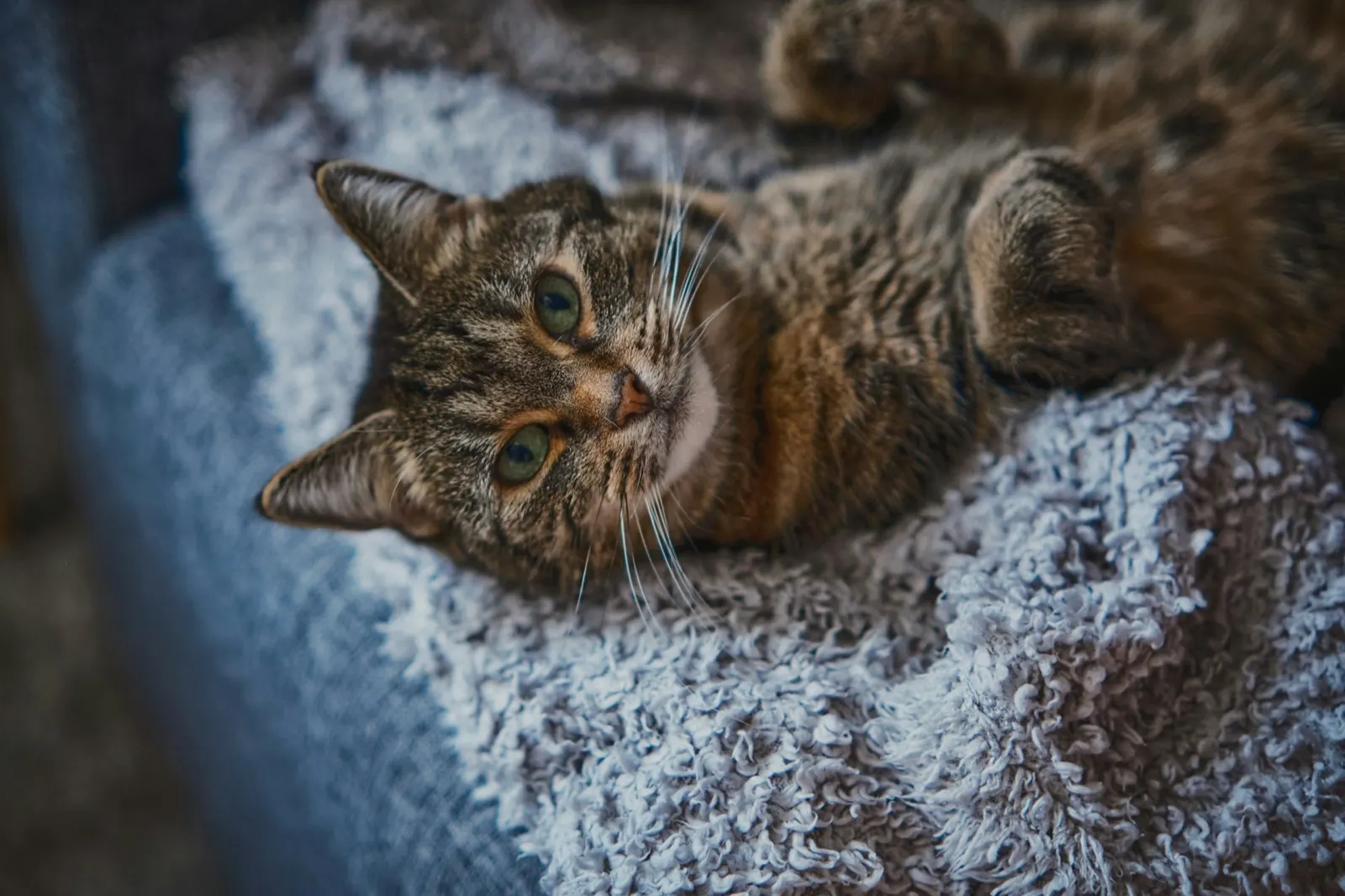 Is It Illegal to Cremate Your Own Pet? Understanding the Rules with Animal Aftercare.