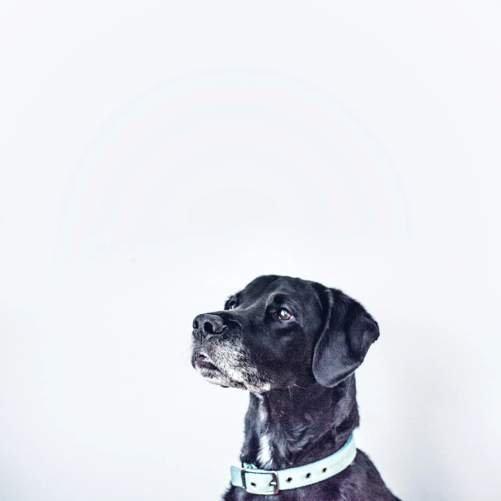 Is It Legal to Euthanize Your Dog at Home? - Animal Aftercare Explains.