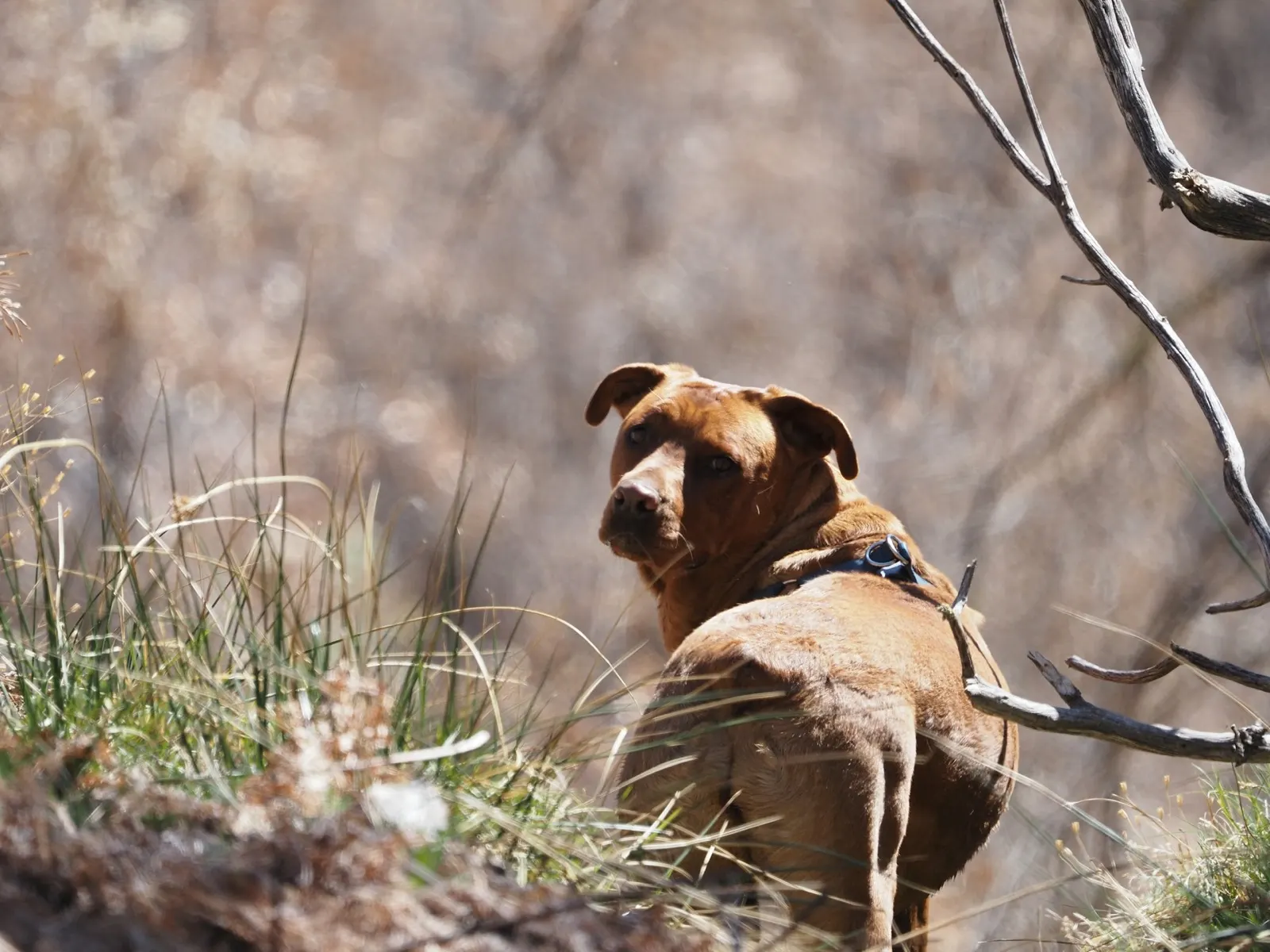 Is It OK to Separate Ashes After Pet Cremation? Insights from Animal Aftercare.