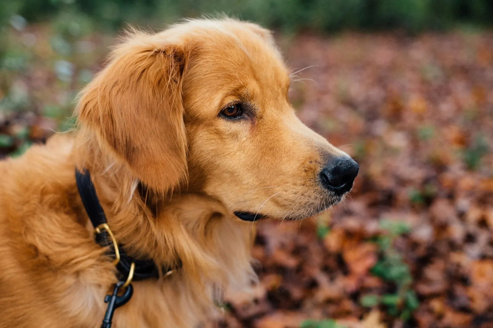 Large Animal Cremation Near Me: Animal Aftercare Provides Expert Services.