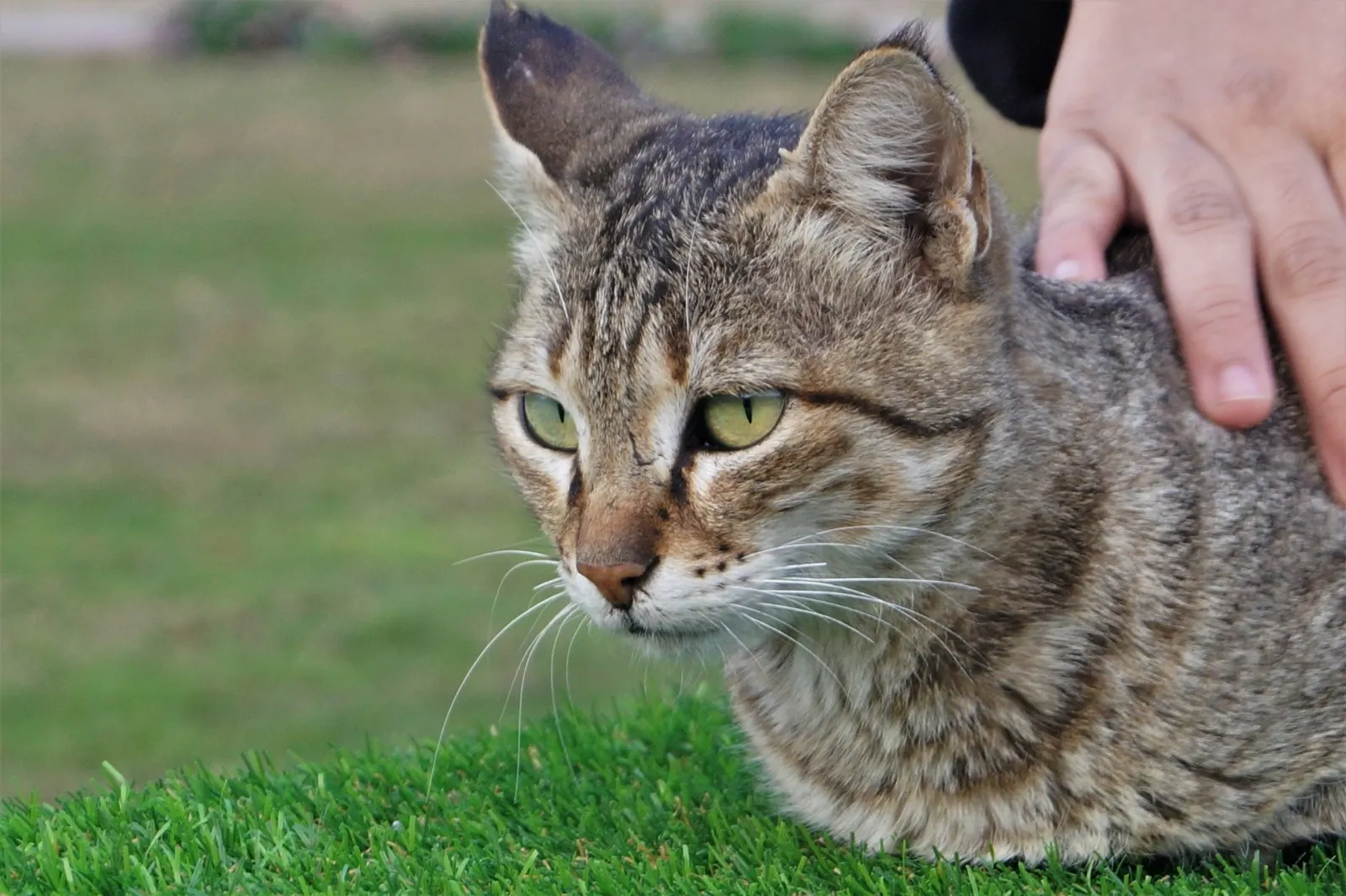 Low Cost Pet Cremation Near Me Prices: Affordable Options with Animal Aftercare.