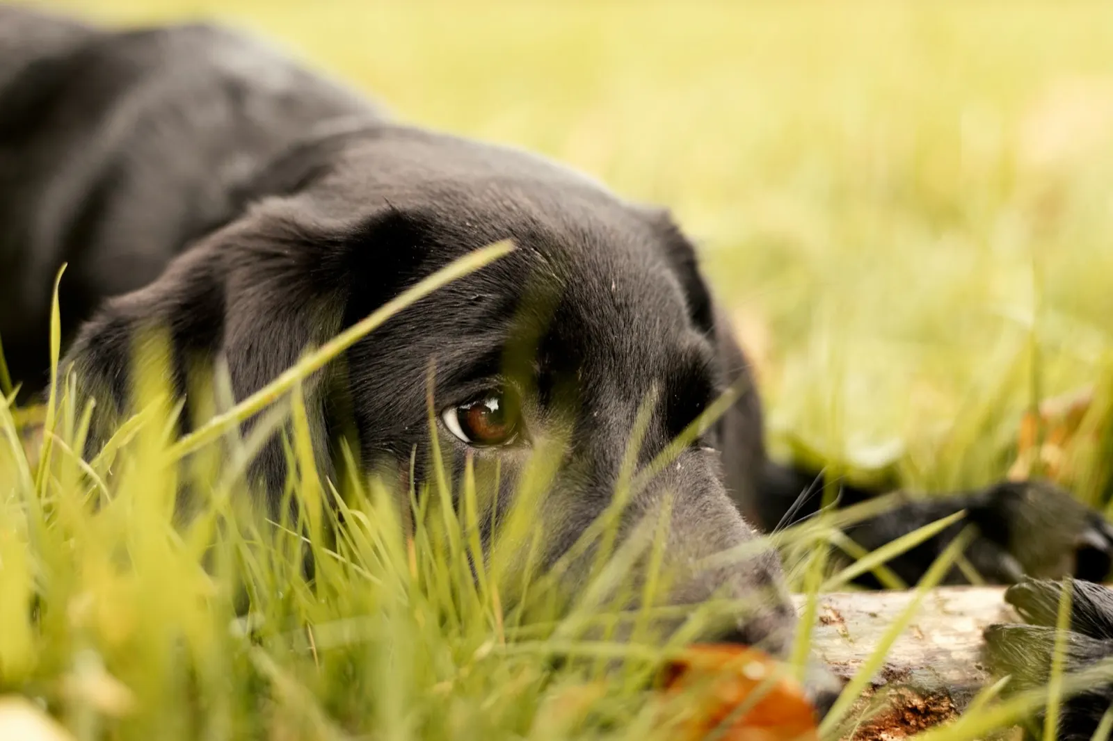 Memorial Gifts for Loss of a Dog: Thoughtful Remembrances by Animal Aftercare.