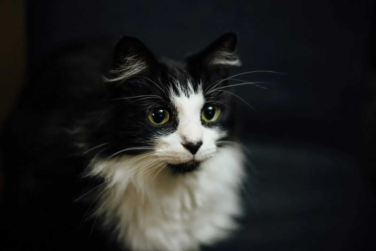 My Cat Is Dying and I Can't Afford a Vet: Understanding Options with Animal Aftercare.