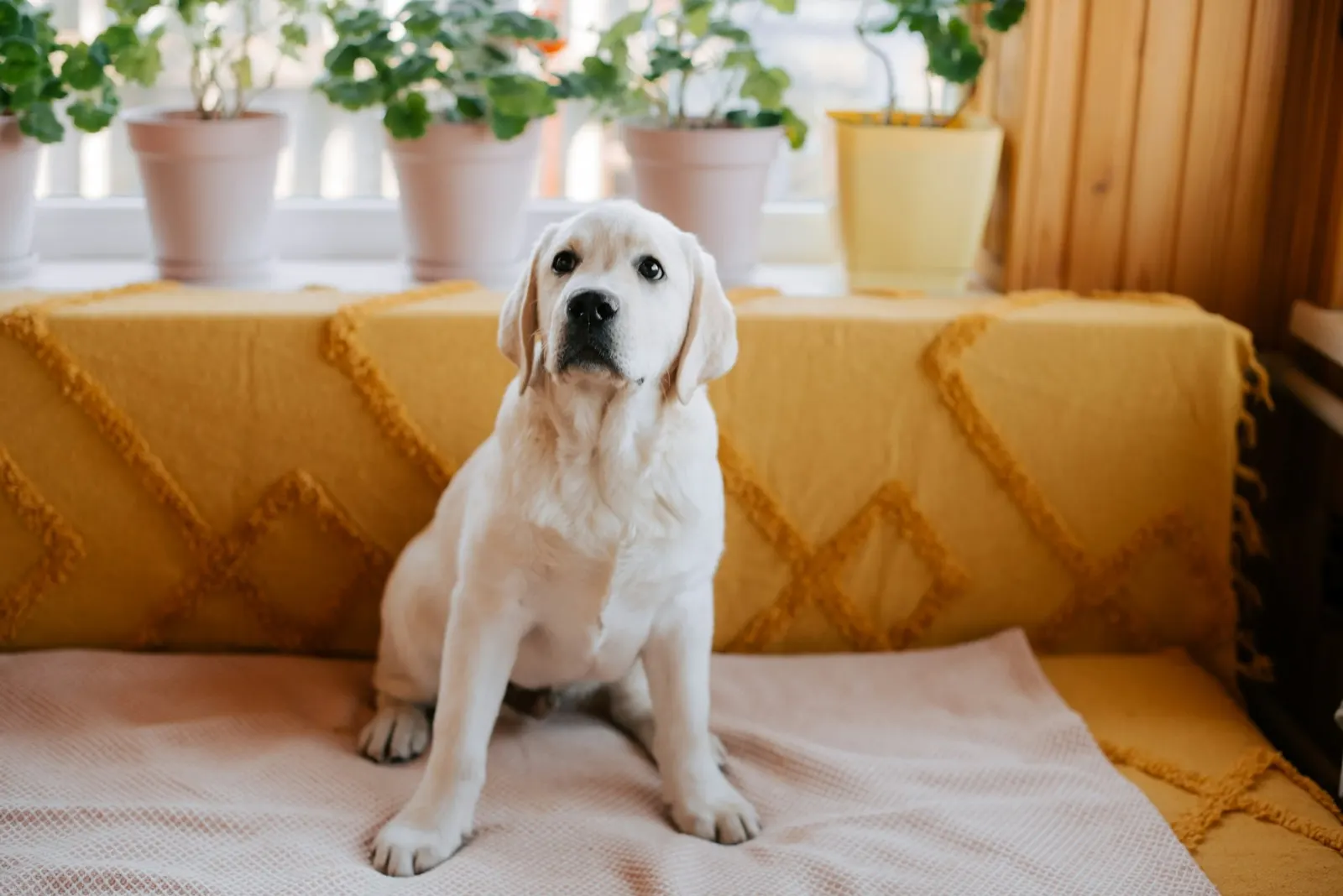 Personalized Pet Urns for Dogs: A Compassionate Choice from Animal Aftercare.