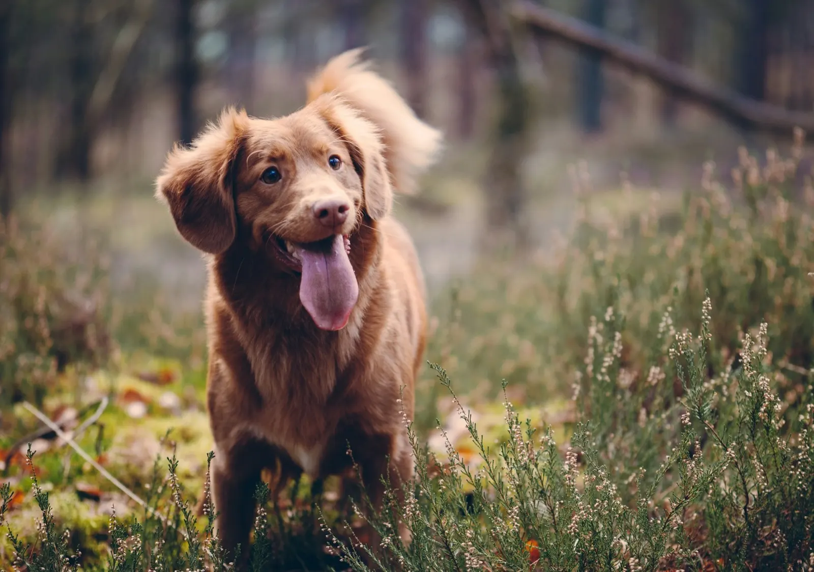 Pet Cremation Cost Near Me: Animal Aftercare Pricing and Services.