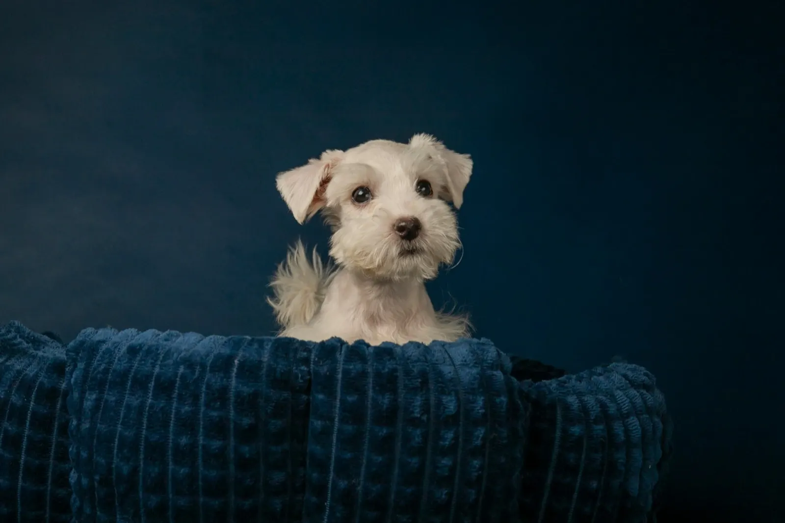 Pet Cremation Henderson NV: Trusted Services by Animal Aftercare.
