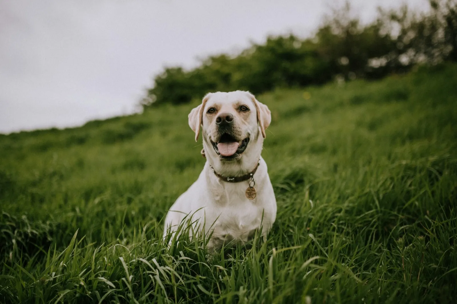 Pet Cremation Ideas: Thoughtful Options from Animal Aftercare.