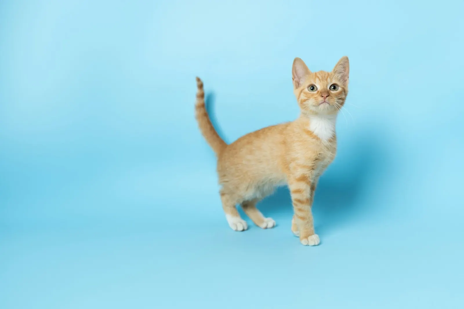 Pet Cremation in Virginia Beach: Understanding Your Options with Animal Aftercare.