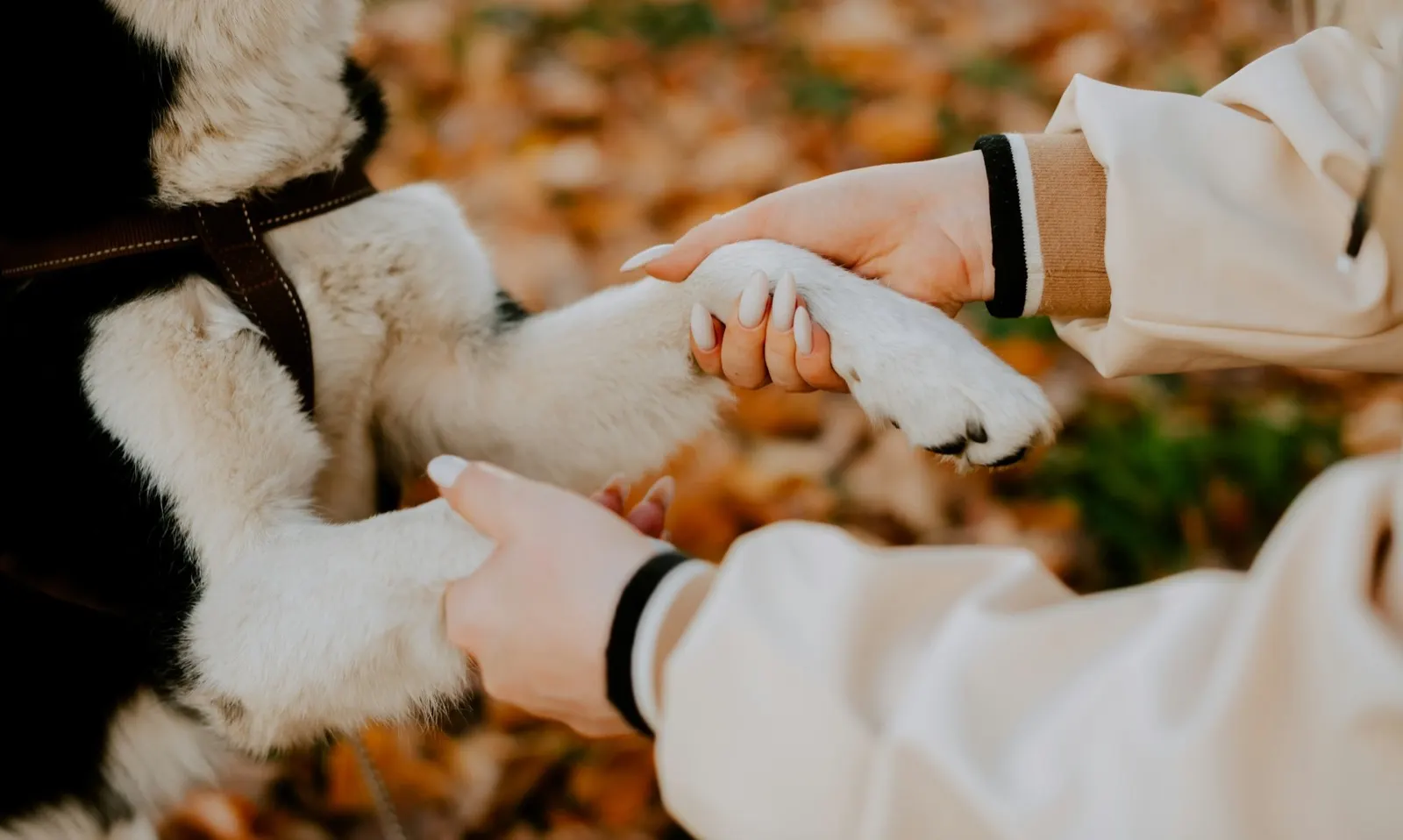 Pet Cremation Little Rock AR: Compassionate Services by Animal Aftercare.