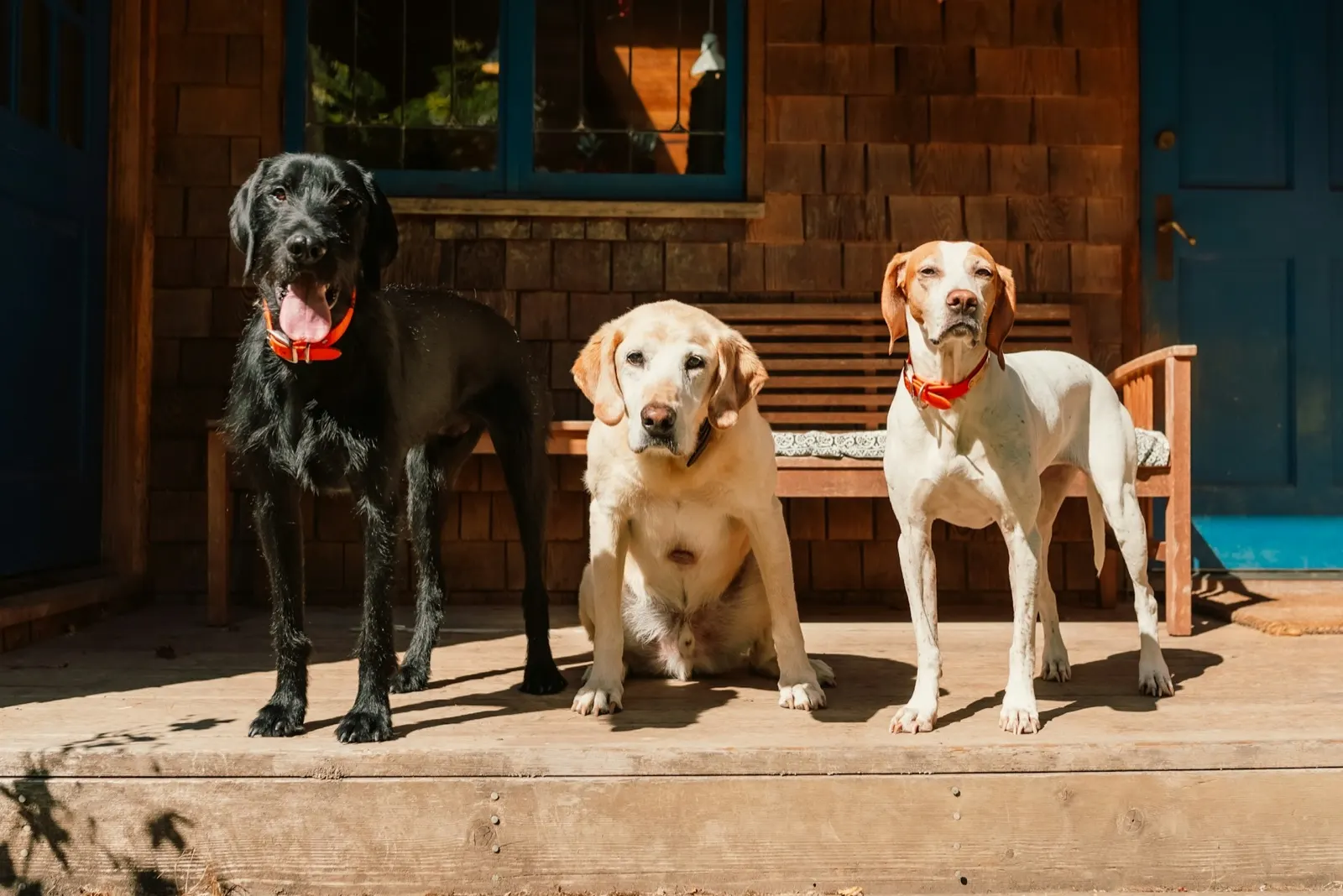 Pet Cremation Prices: What to Expect from Animal Aftercare.