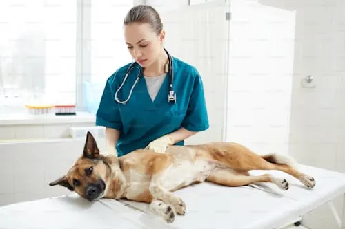 Pet Cremation Services Near Me: Questions and Provider Requests