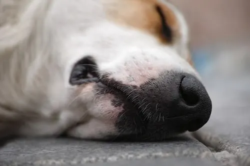 Pet Cremations: Animal Aftercare's Expert Services.