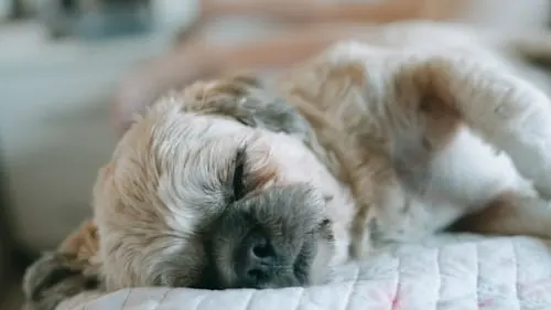 Pet Euthanasia and Cremation Near Me: Animal Aftercare's Compassionate Services.