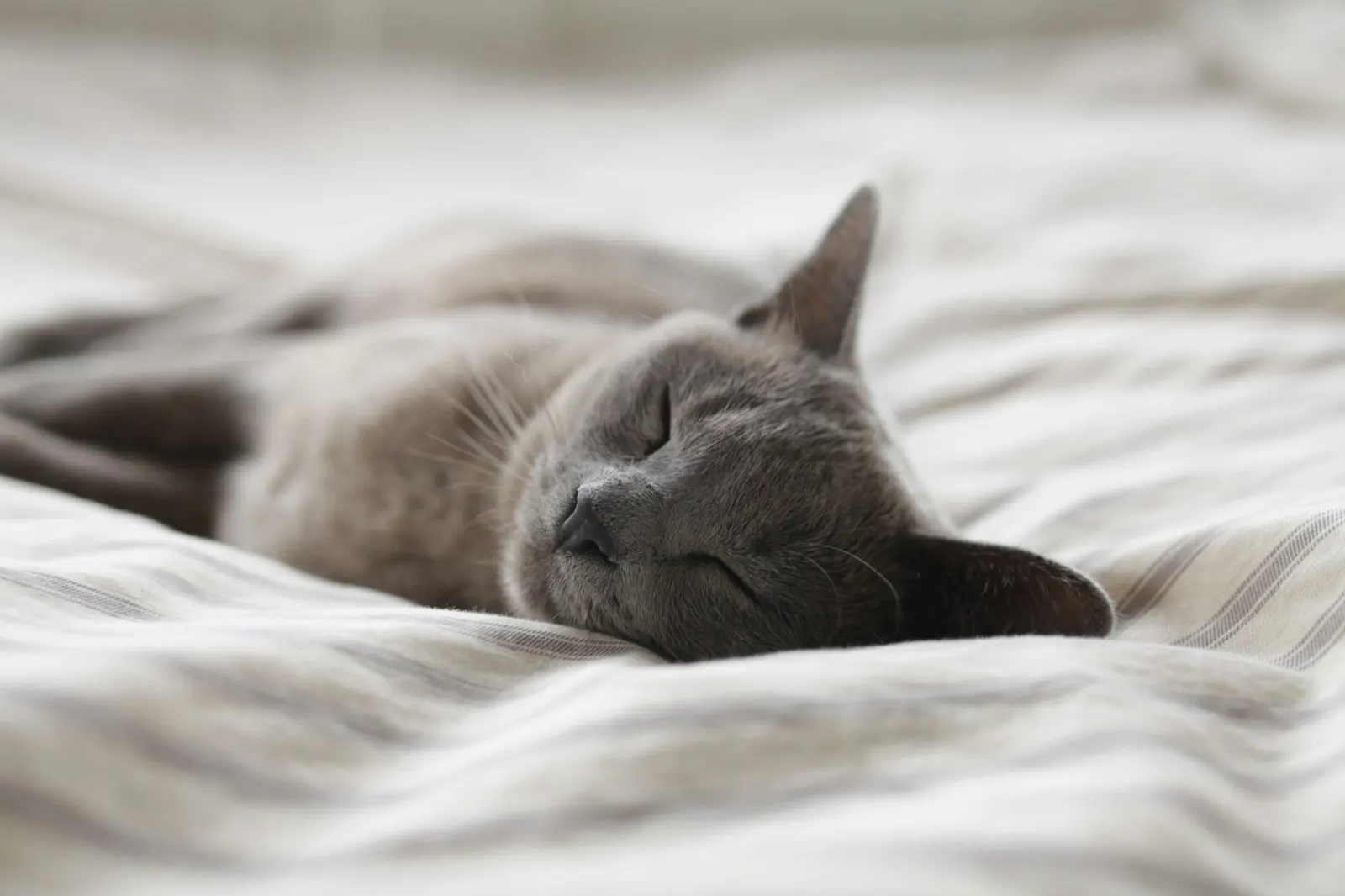 Pet Euthanasia and Cremation: Understanding Your Options with Animal Aftercare.