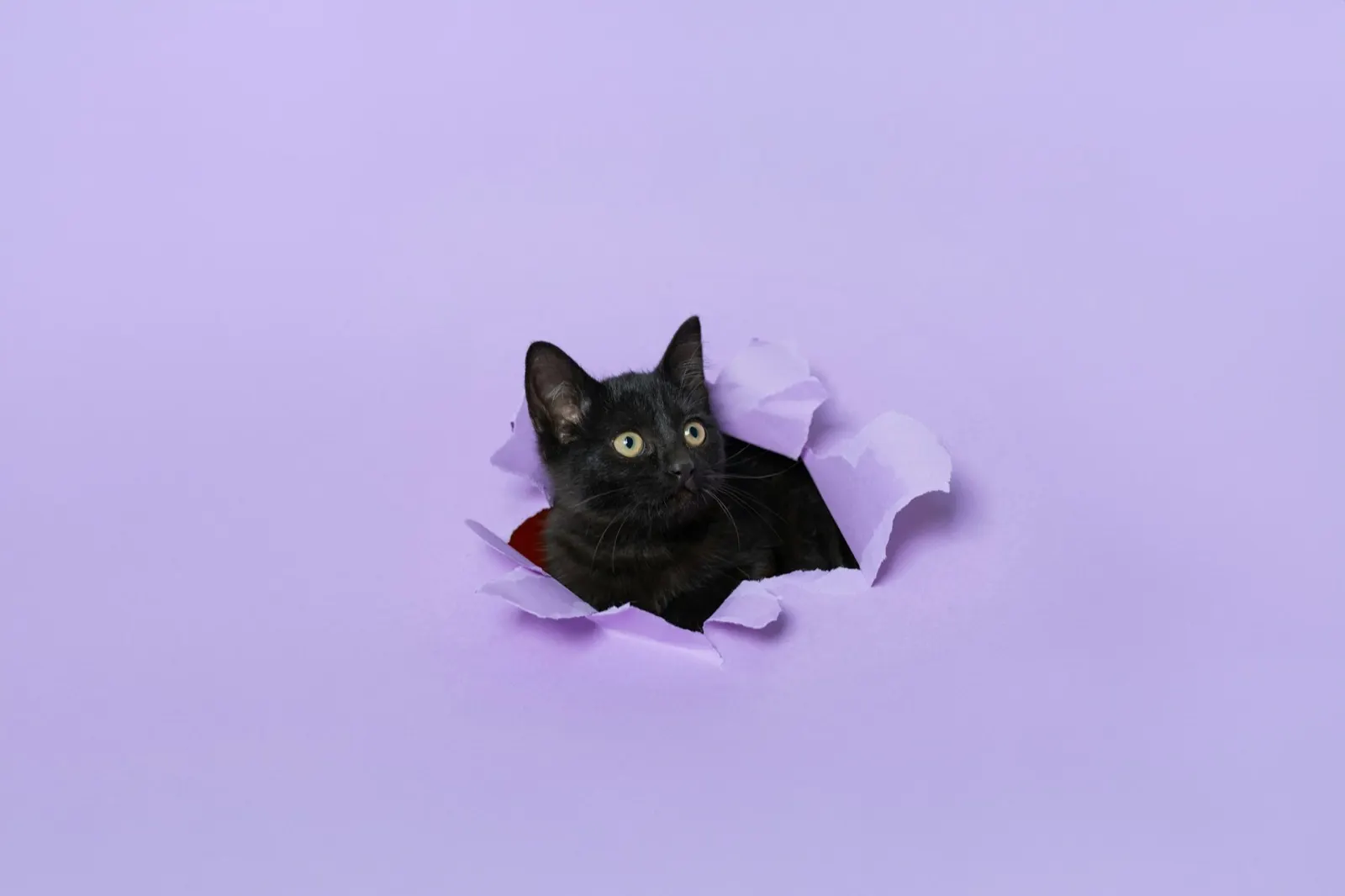 Pet Euthanasia Pros and Cons: Insights from Animal Aftercare.