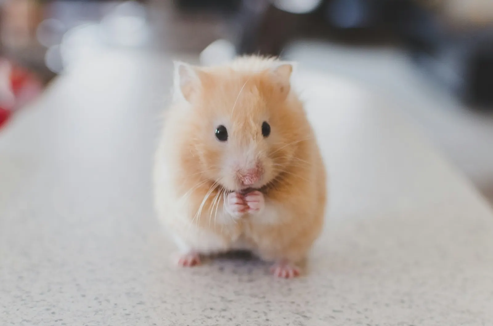 Pet Exhumation Services Near Me: Compassionate Support from Animal Aftercare.