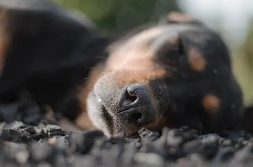 Animal Aftercare: The Benefits of Using a Pet Funeral Home.
