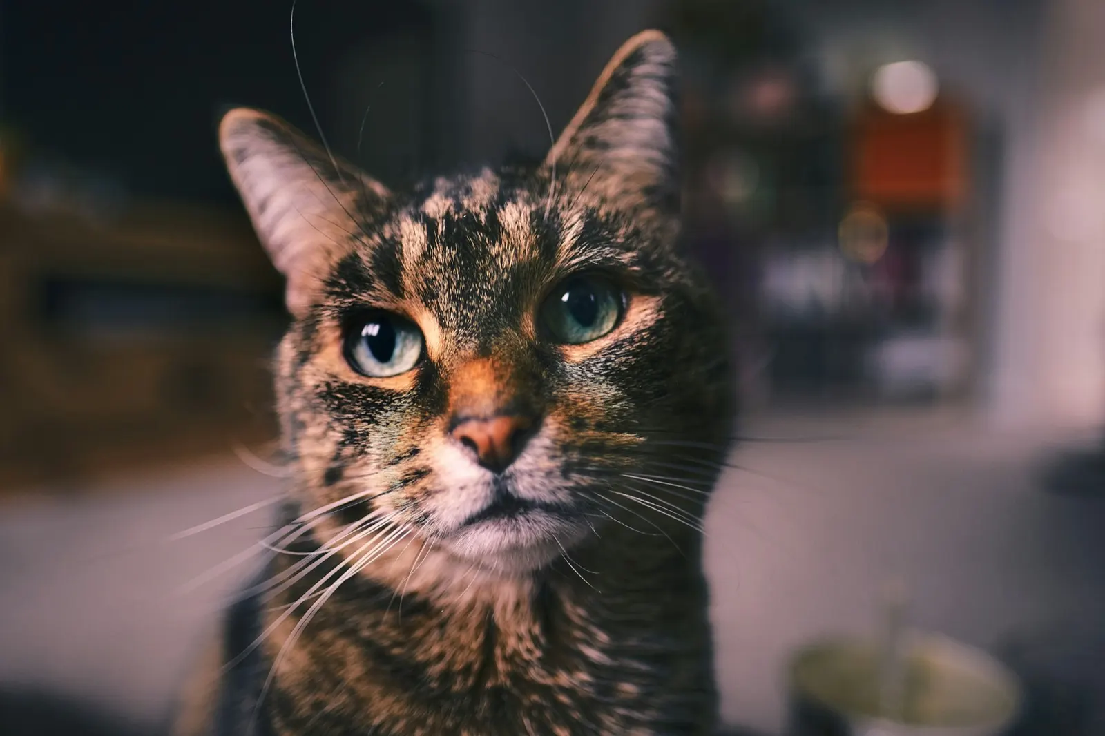 Pet Urn Small: Thoughtful Options from Animal Aftercare.
