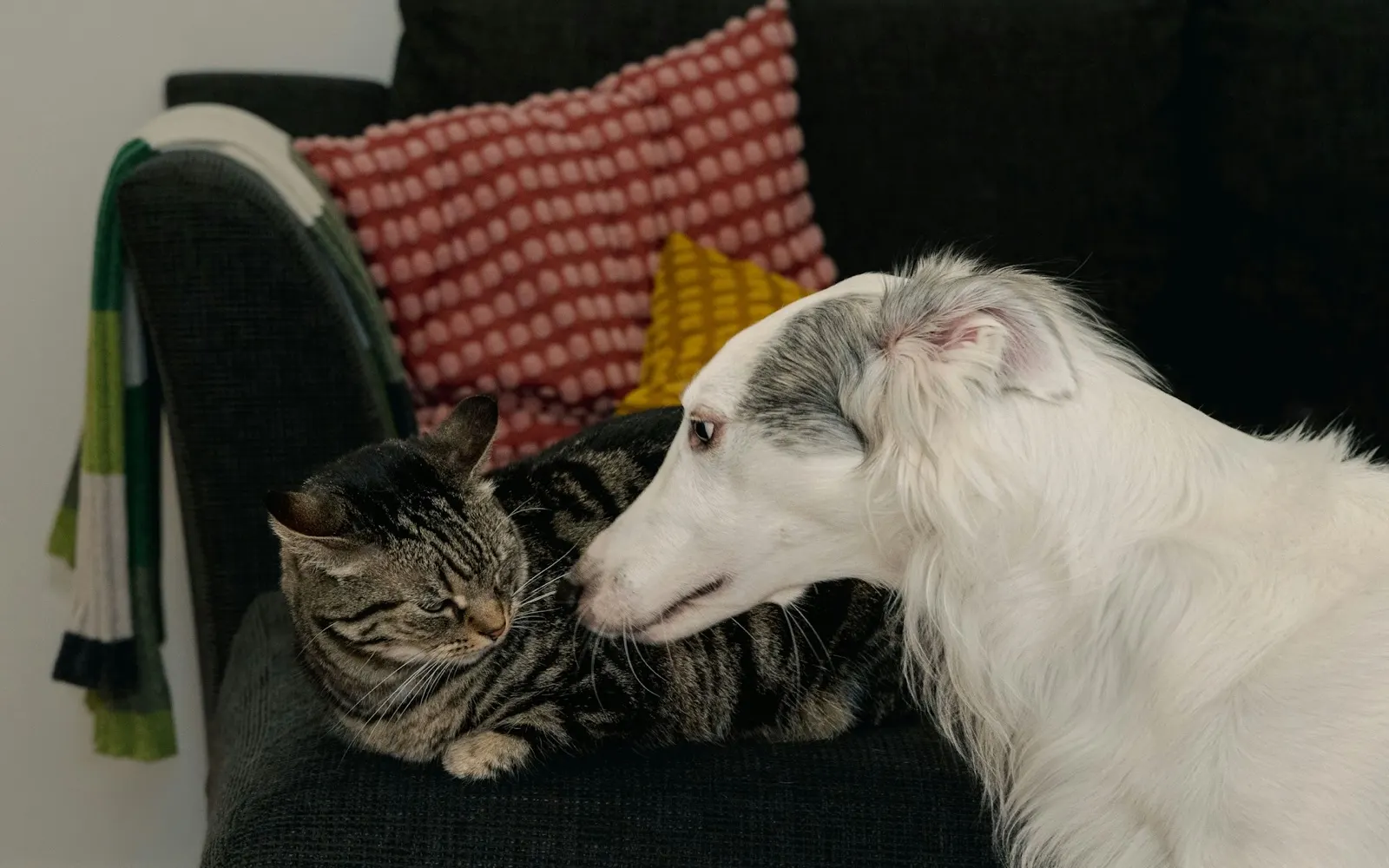 Putting My Dog Down Tomorrow: How to Say Goodbye with Compassion - Guidance from Animal Aftercare.