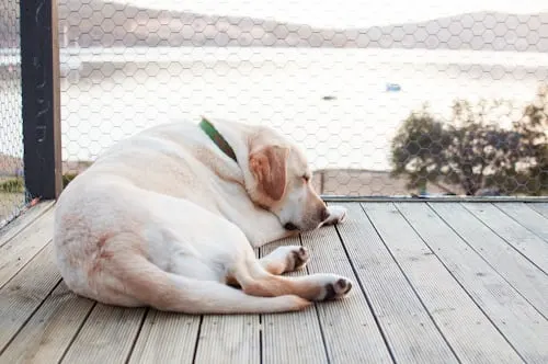 Rabbit Euthanasia: Animal Aftercare's Knowledgeable and Neutral Approach.