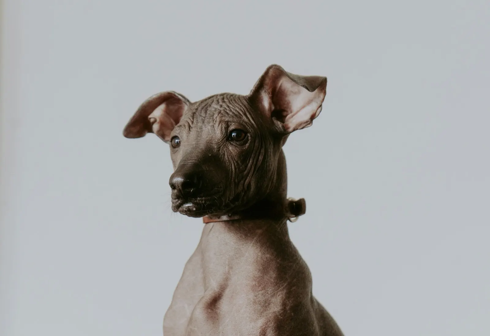 Reasons to Put Your Dog Down: Insights from Animal Aftercare.