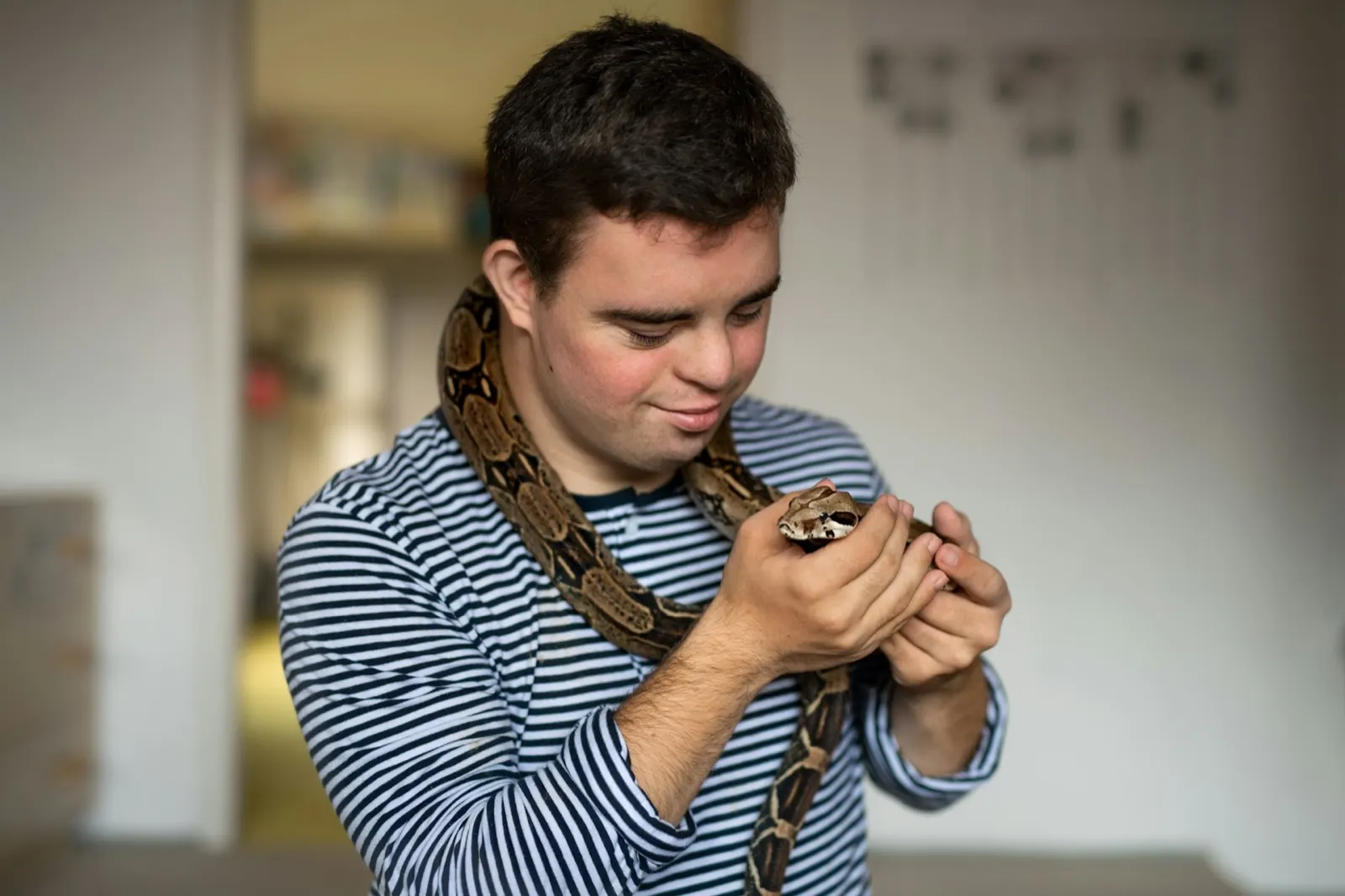 Reptile Cremation Near Me: Compassionate Services by Animal Aftercare.