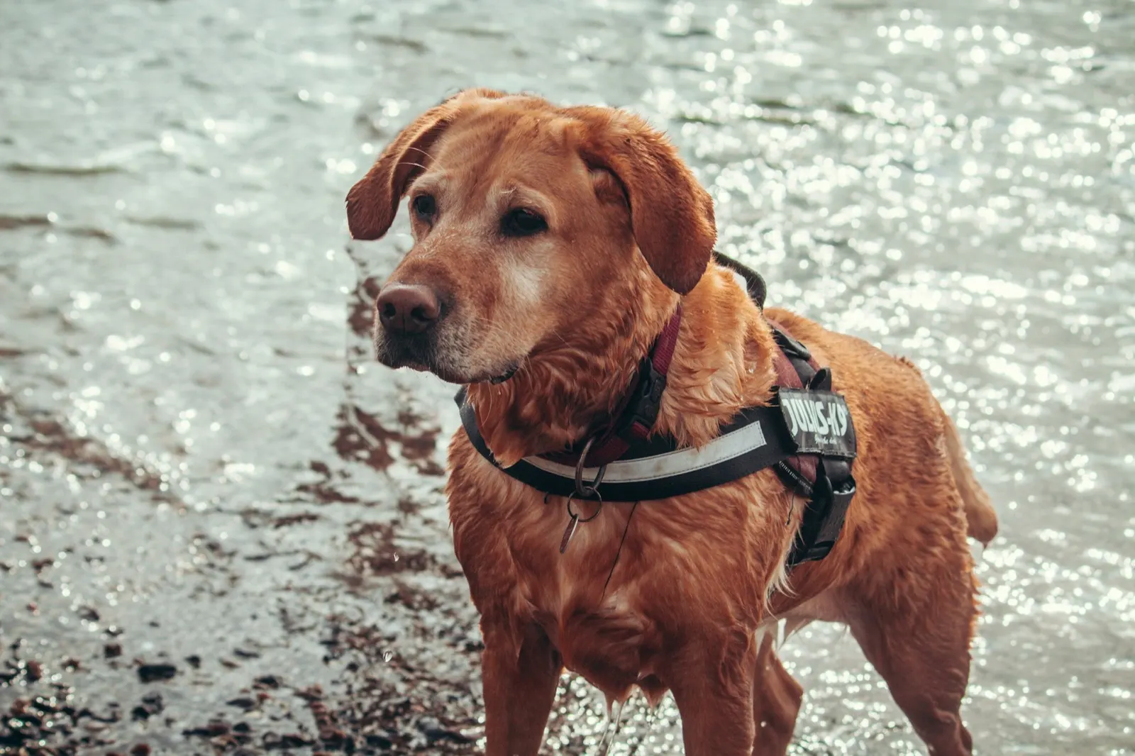 Should a Child Be Present During Euthanasia? Insights from Animal Aftercare.