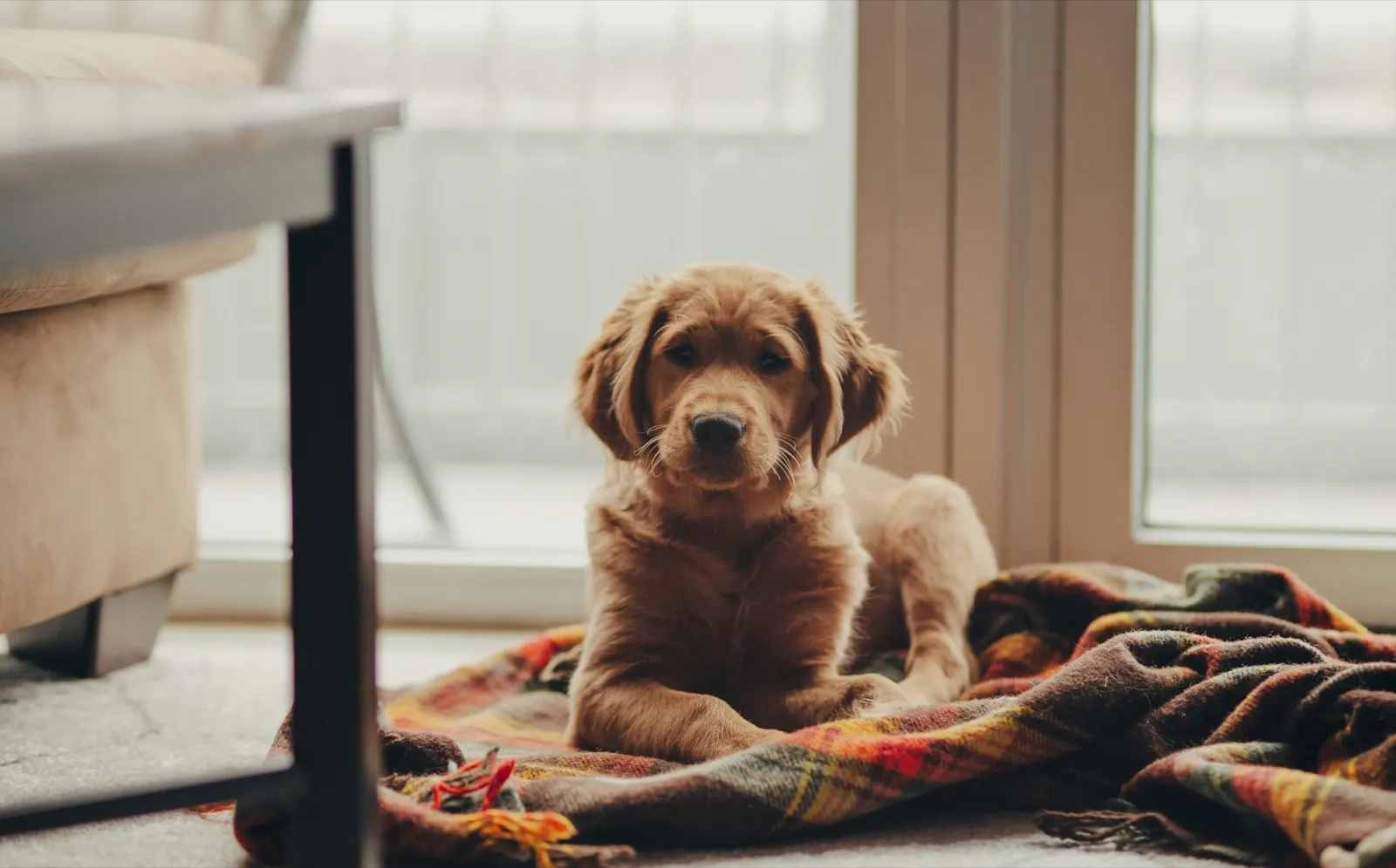 Should I Bury My Dog in a Plastic Bag? Important Considerations from Animal Aftercare.