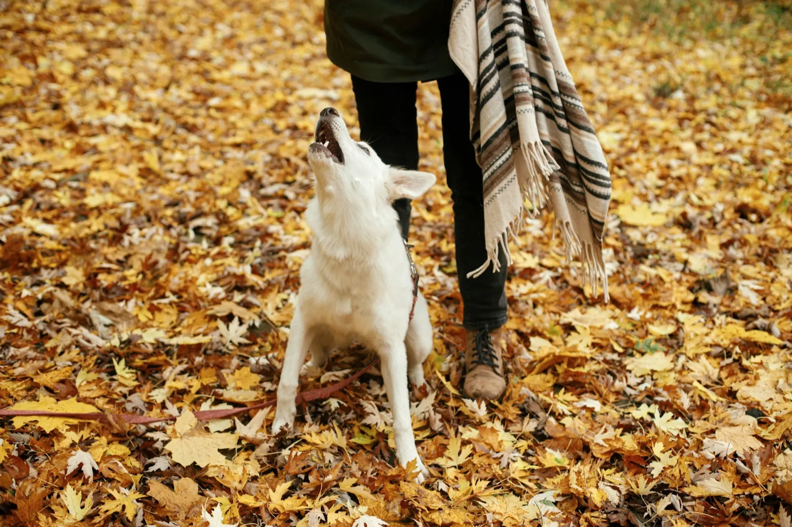 Should I Cremate My Dog? Understanding Your Options with Animal Aftercare.