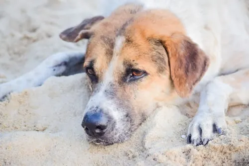 Signs a Dog with Cancer is Dying: Animal Aftercare's Guide.