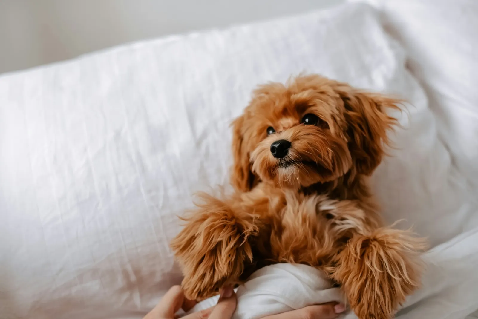 Sympathy for Loss of a Pet: Understanding Support Options with Animal Aftercare.