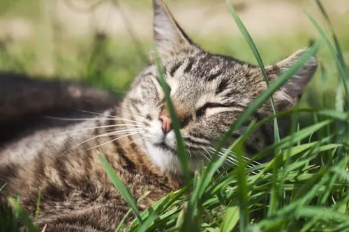 Animal Aftercare: The Truth About Pet Cremation.