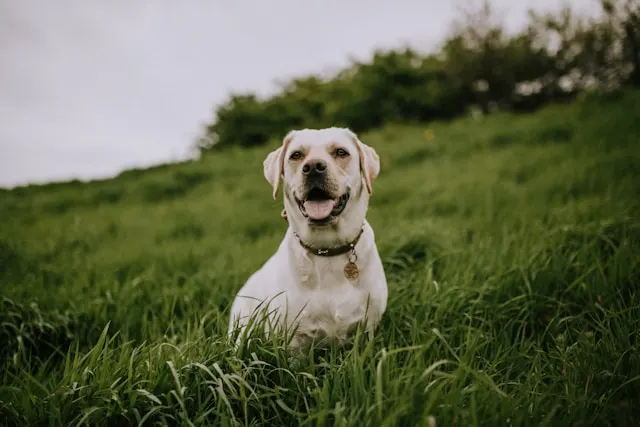 Urns and Boxes for Ashes: Thoughtful Options from Animal Aftercare.