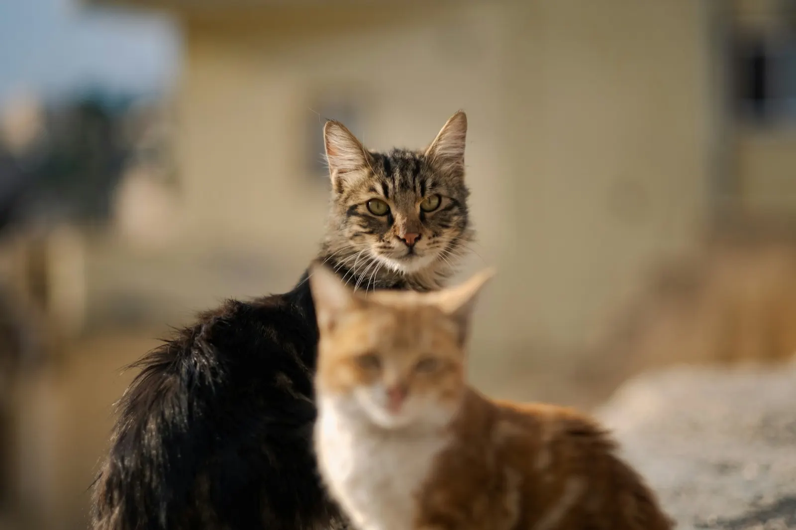 What Can You Do with Pet Ashes? Exploring Options with Animal Aftercare.