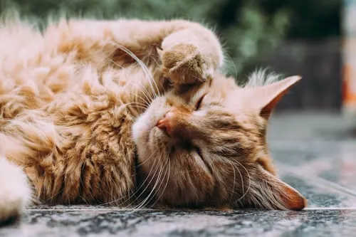Animal Aftercare: What Do Vets Do with Dead Dogs?.
